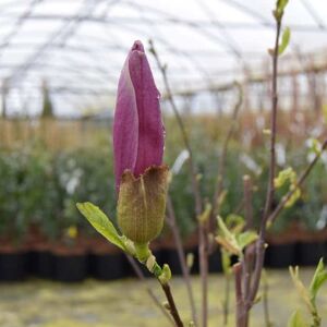 Magnolia liliiflora 'Nigra' (Regular 80 litre 200-250 cm) 200-250 cm